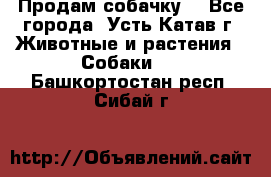 Продам собачку  - Все города, Усть-Катав г. Животные и растения » Собаки   . Башкортостан респ.,Сибай г.